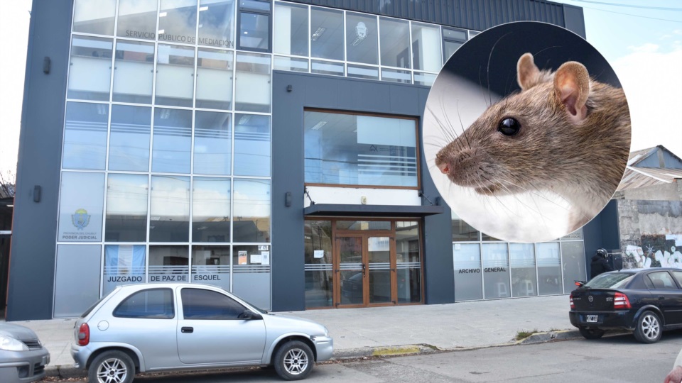 Denuncian proliferación de ratas en un edificio público de Esquel