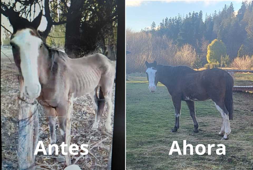 Un tribunal revisor confirmó que el caballo René es un «sujeto de derecho»
