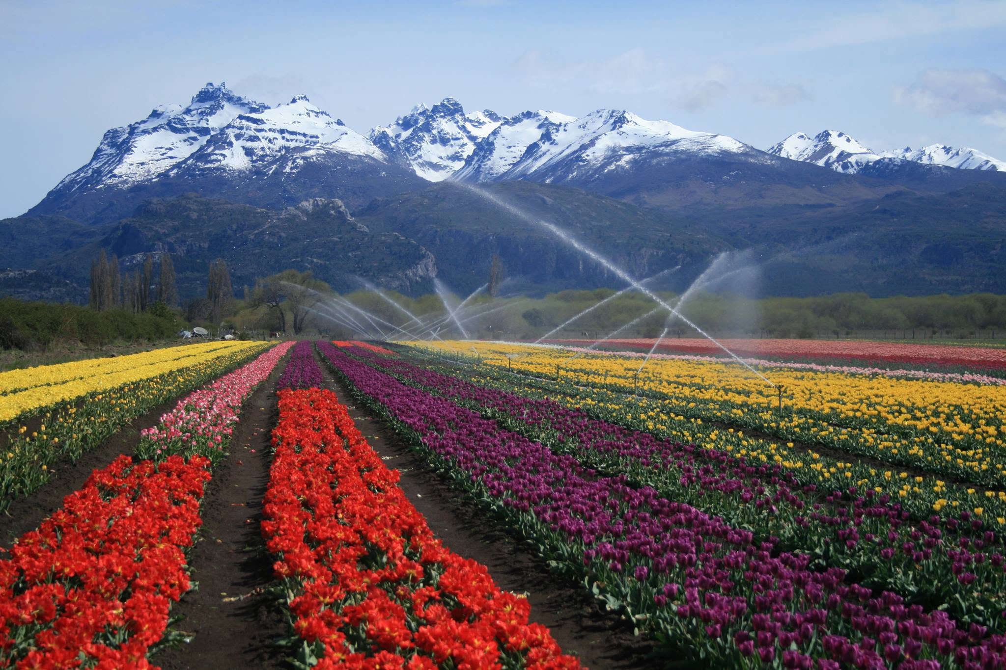 CORDILERA EN FLOR: Mañana abren los campos de tulipanes en Trevelin desde las 9 de la mañana